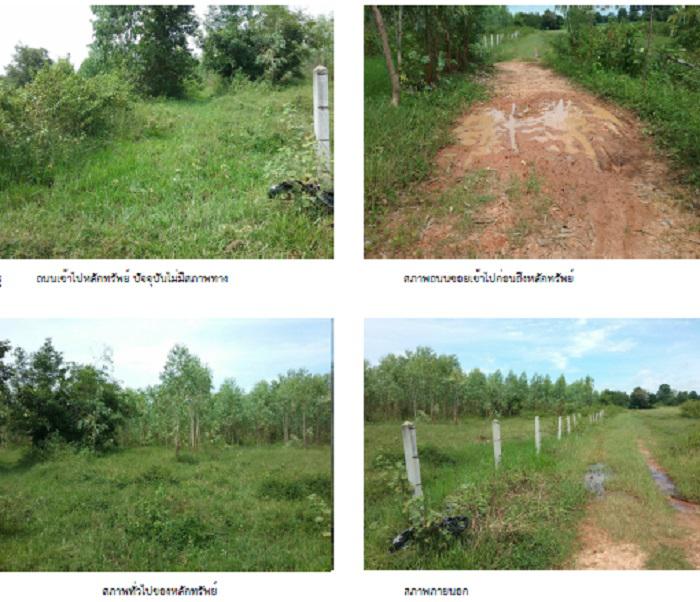 ขมิ้น เมืองสกลนคร สกลนคร