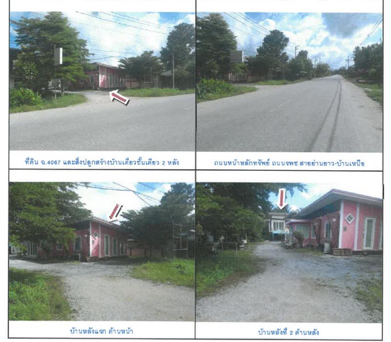 48, 49  โคกม่วง คลองหอยโข่ง สงขลา