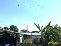 ขายบ้านเดี่ยว นิลเพชร บางเลน นครปฐม ขนาด 0-2-39.00 ของ ธนาคารกสิกรไทย