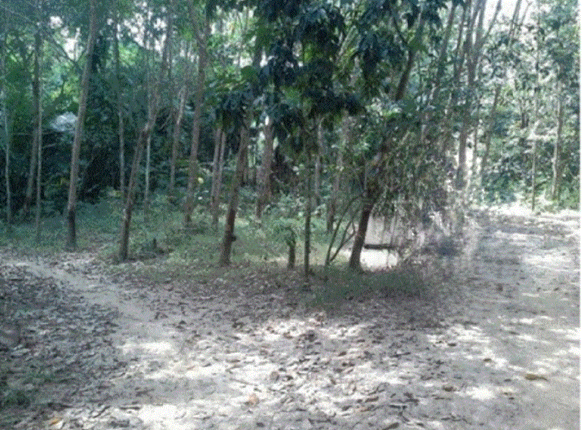 ขายที่ดิน